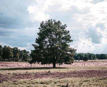 Heidschnuckenweg Heidschnuckenweg