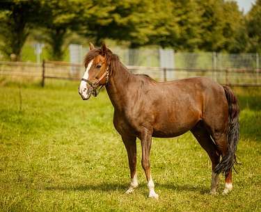 Horses stud Horses stud