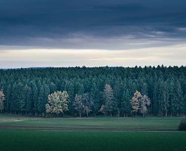 Schwarzwald Schwarzwald