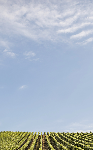 Weinberg bei Sonnenschein vor blauem Himmel