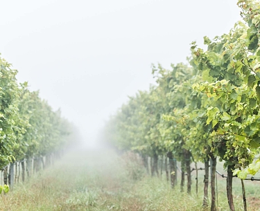 Weinreben Blick auf die Reihen der Weinreben im leichten Nebel