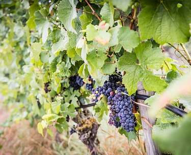 Weintrauben Schwane Wein