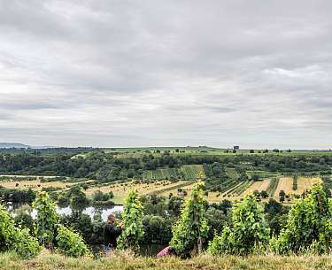 Weinberge Volkach Blick auf Weinberge und den Main