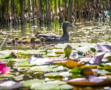 Entenfamilie im Feuchtbiotop