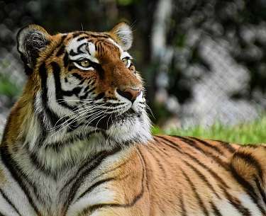 Tiger Tiger