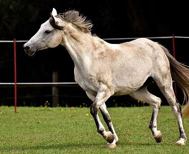 Horses & Dreams Horses & Dreams