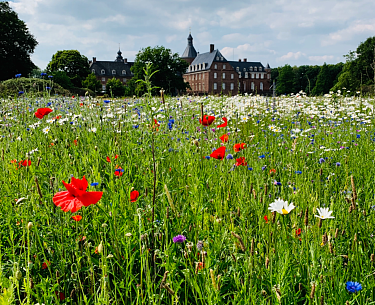 Wildflower meadow in the castle park Wildflower meadow in the castle park