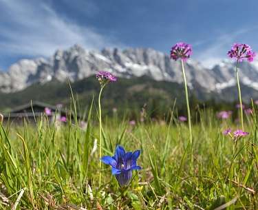 Bergwiese mit heimischen Blumen Bergwiese mit heimischen Blumen