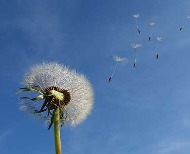 Pusteblume Pusteblume