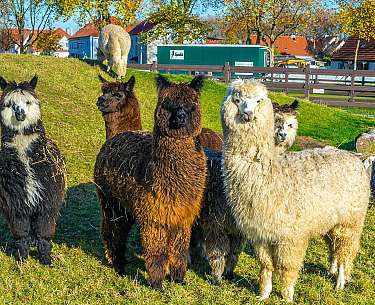 Alpaka