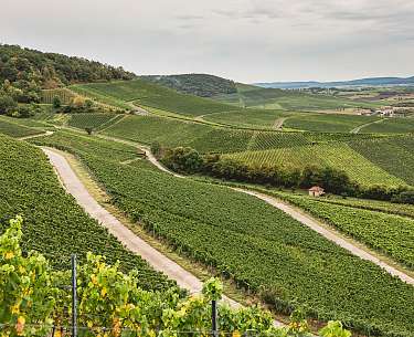 Blumen Decor FILEminimizer