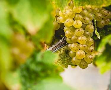 Weinlese  Weinlese