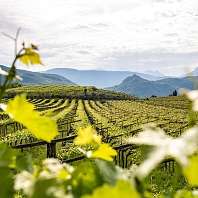 Weinberge Kaltern Weinberge Kaltern