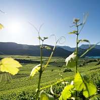 Weinberge Kaltern Blick auf Weinberge Kaltern