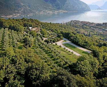 Olivenhaine der Collina Mirabella Farm Olivenhaine der Collina Mirabella Farm