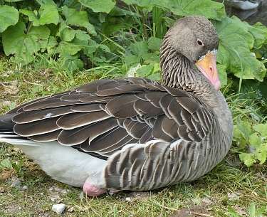 Wild goose as a landmark of Grünau im Almtal Wild goose as a landmark of Grünau im Almtal