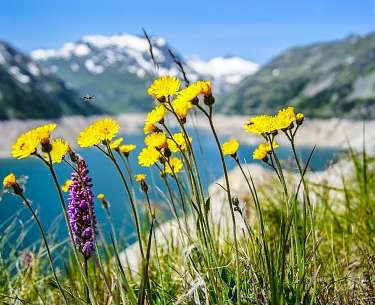 Alpenkraeuter Alpenkraeuter