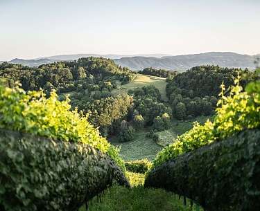Weingut Tement Weingut Tement