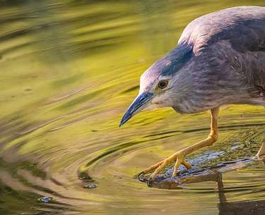 night heron 2363889 1920