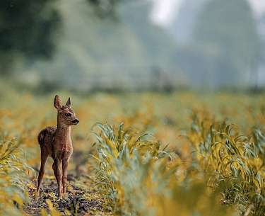 deer g08489f829 1920 Junges Reh auf der Wiese