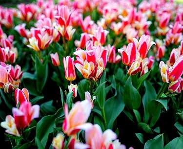 Tulip Festival field with pink tulips