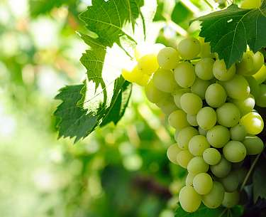 Vineyards Vineyards