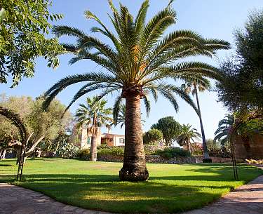 Palme auf Mallorca Palme auf Mallorca
