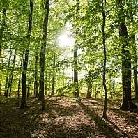 Forest bathing Forest bathing