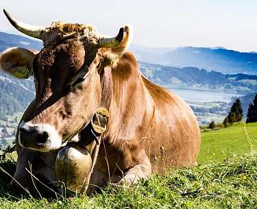 Oberstaufen Kuh Oberstaufen Kuh