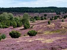 Lüneburger Heide Lüneburger Heide