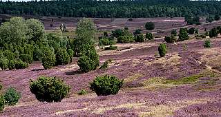 Lüneburger Heide