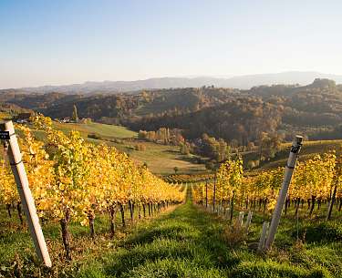Weinberge im Herbst Weinberge im Herbst