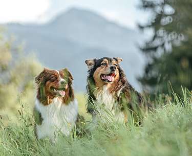 Hunde vor einer Bergkulisse Hunde vor einer Bergkuliise
