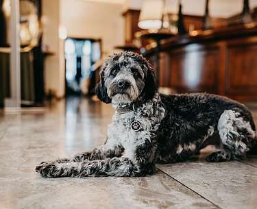 Hund Pepper Romantik Hotel Gebhards Hund Pepper Romantik Hotel Gebhards