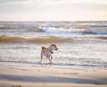 Hund am Strand Hund am Strand