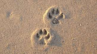 Pfotenabdruck im Sand Pfotenabdruck im Sand