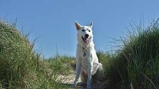dog dog