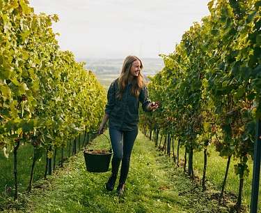 Juliane Eller Weine Ernte