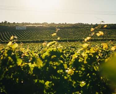 Romantik® Hotel Zur Schwane