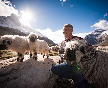 Paul Julen visiting the black-nosed sheep on the Alp Paul Julen visiting the black-nosed sheep on the Alp