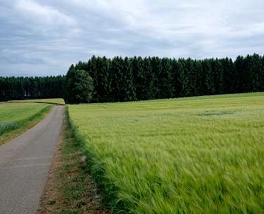 Hirsch wandern Hirsch wandern