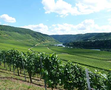 TrierWeinberg TrierWeinberg