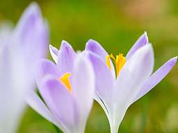 crocus 2097939 b150 original 258566 v2