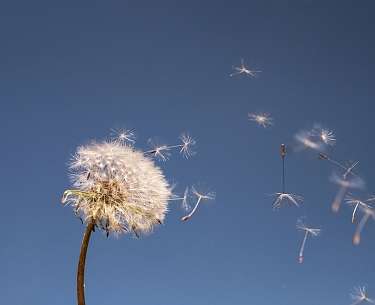 Pusteblume Nachhaltigkeit