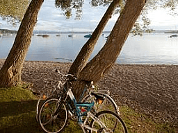 fahrraeder am baum original 170595 v2