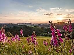 fingerhut im abendlicht klein v2