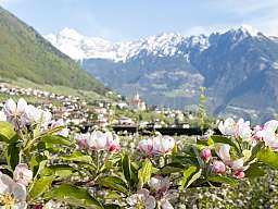 fruehling tvmarling damian pertoll 04 04.2019