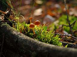 autumn-1014299_b150