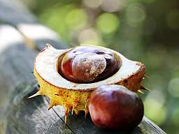 chestnut-1698741_b150