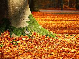 fall-foliage-1913485_b150